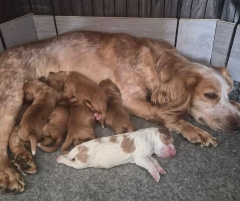 Cocker spaniel puppies 