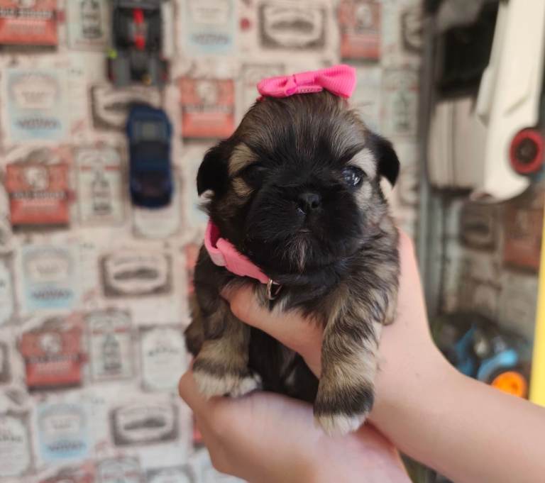 Gorgeous shih Tzu puppy's 