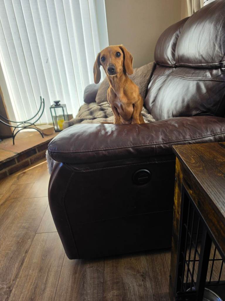 Miniture dachshund kc registared