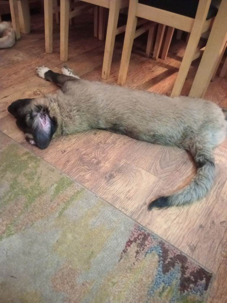 Fab looking Caucasian shepherd  boy puppy 4 months 