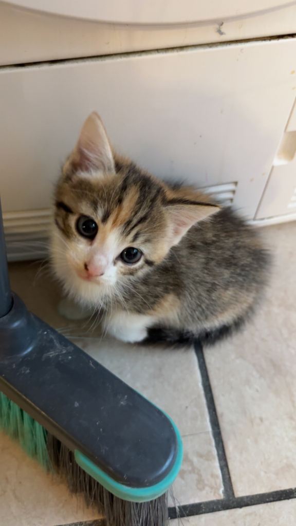 Kittens for sale 