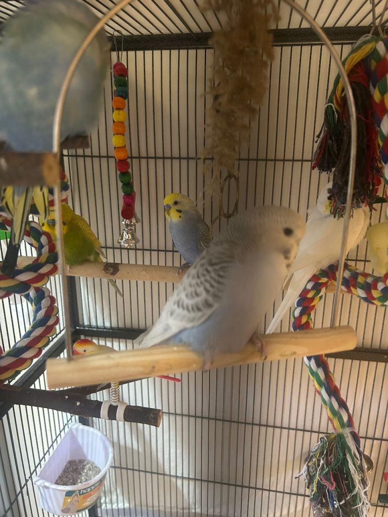 Male budgie and cage 
