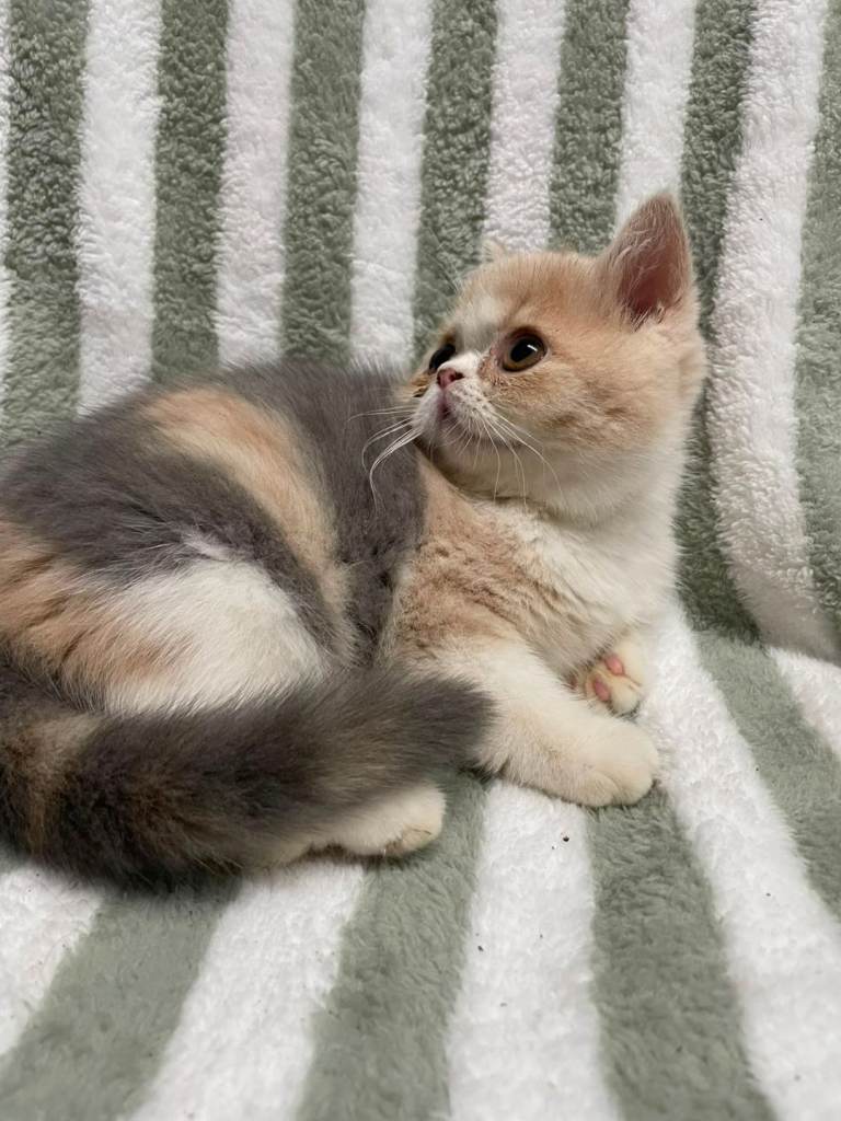 exotic shorthair kittens