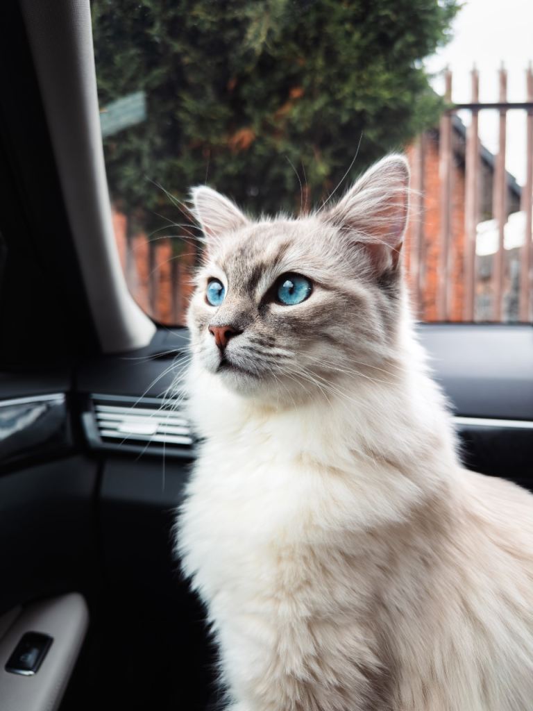 cat for sale