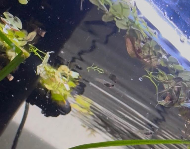 Swordtails & Guppies