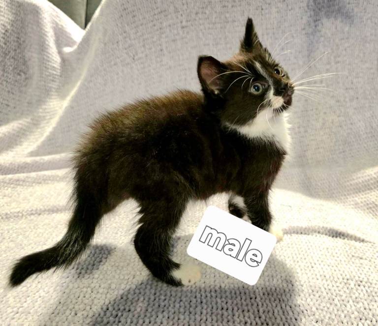 Kittens 😸  please read description 