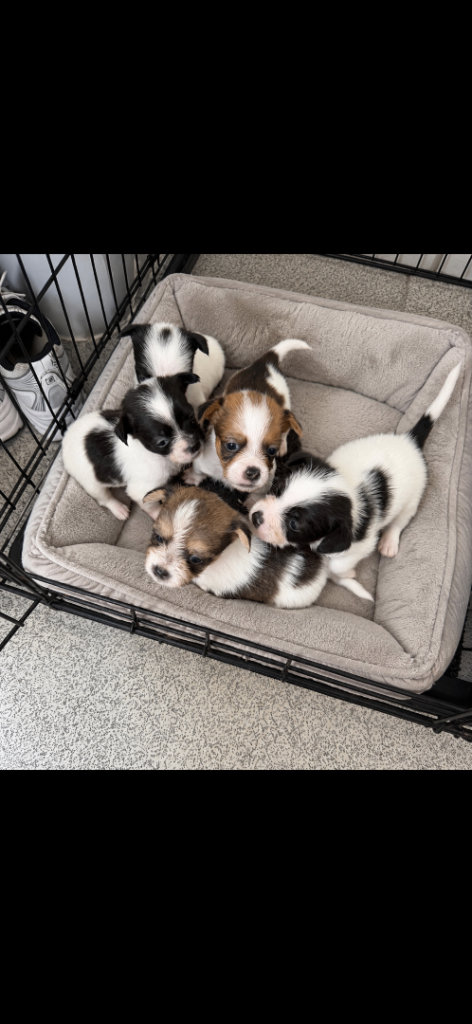 🐶 Beautiful Shih Tzu x Pomeranian Puppies For Sale 🐶