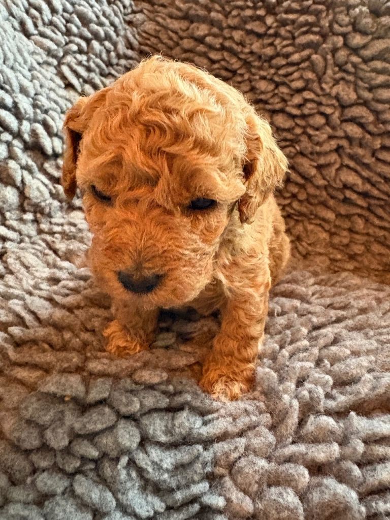 1 beautiful cavapoo puppy looking for her forever home
