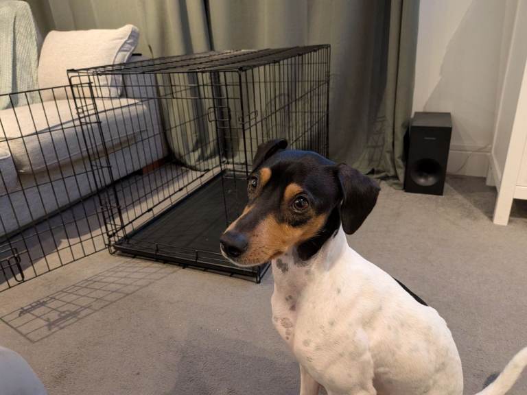 Medium sized dog crate 91x57x62cm