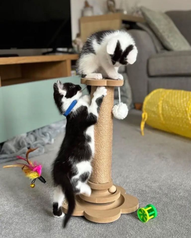 Multi-Level Cat Tree Tower with Scratching Post - 4 in 1 