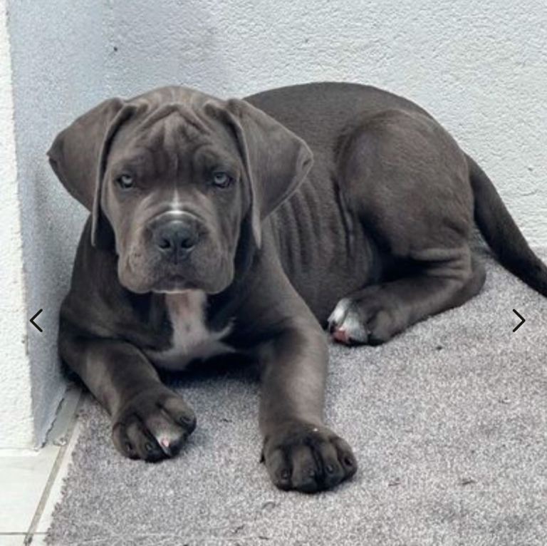 Cane Corso Puppies – Elite Champion Bloodlines