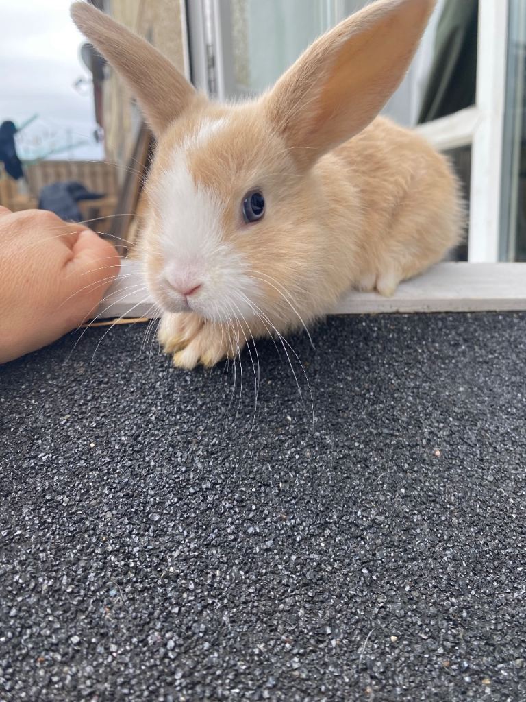 Beautiful baby rabbits 