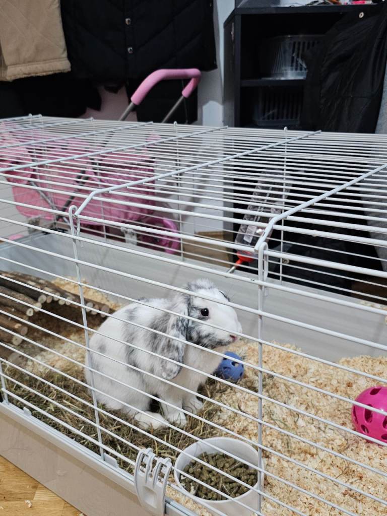 Rabbit for sale