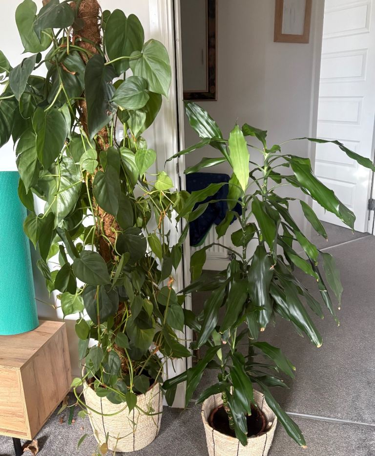 Two house plants from Patch plants 