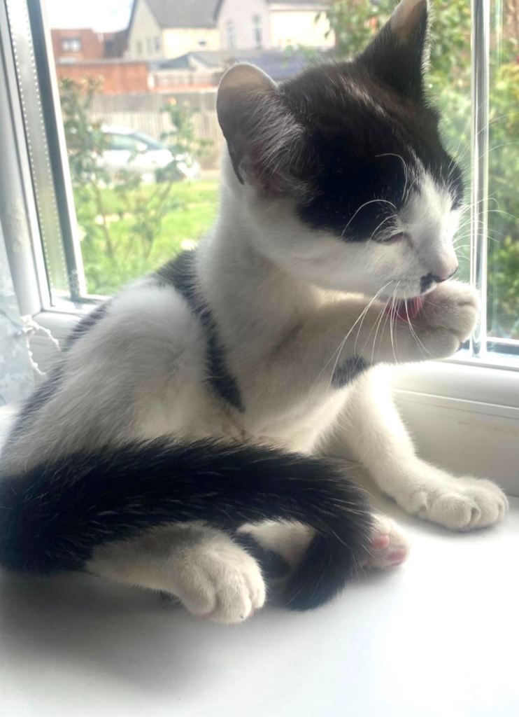 Kitten for sale 