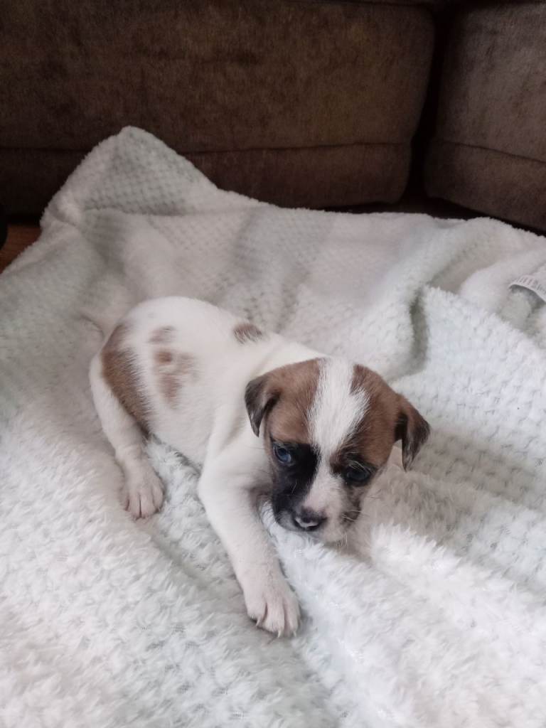 Jack TZU puppies