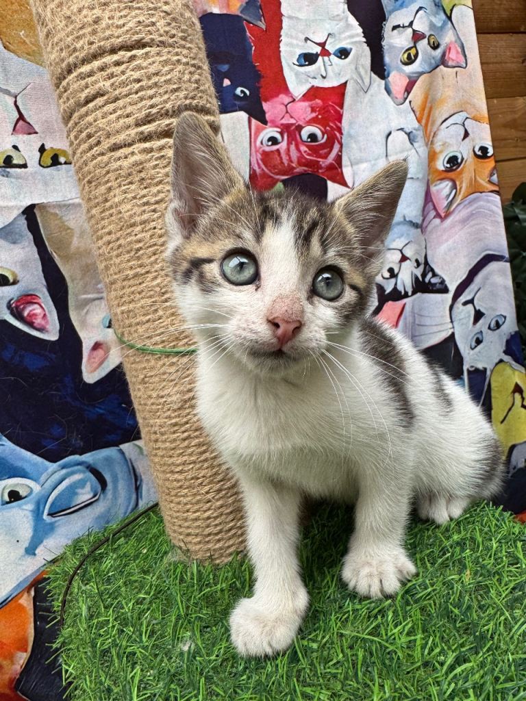 MALE KITTEN READY NOW 