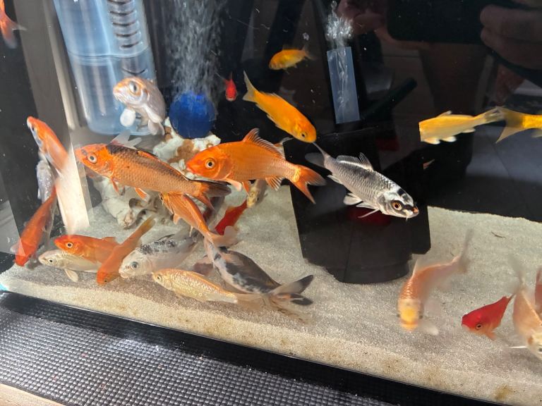 Assorted Koi Carp & Goldfish