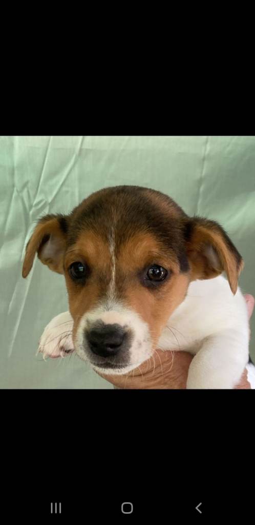 Beautiful jack russell puppies 
