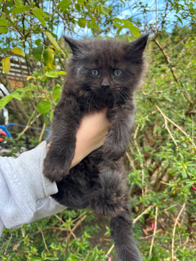 RARE black Maine coon female kittens 