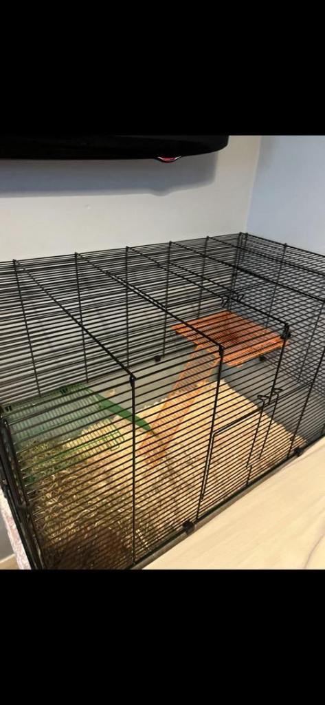 Gerbils and full set up