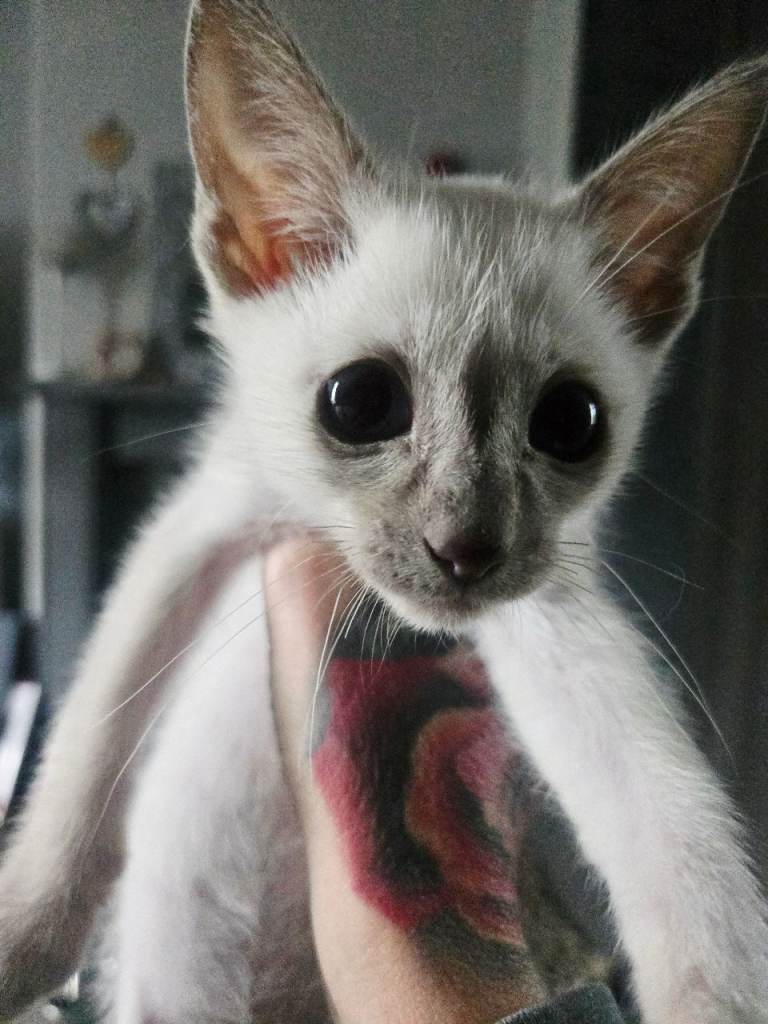 Ready now cinnamon point traditional siamese 