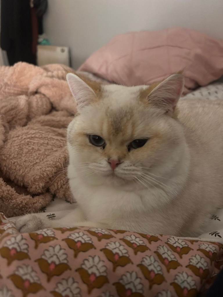 British Shorthair Kitten For Sale