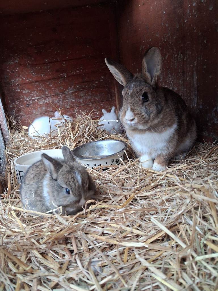 Beautiful Netherland Dwarf x Mini Lop baby rabbits 