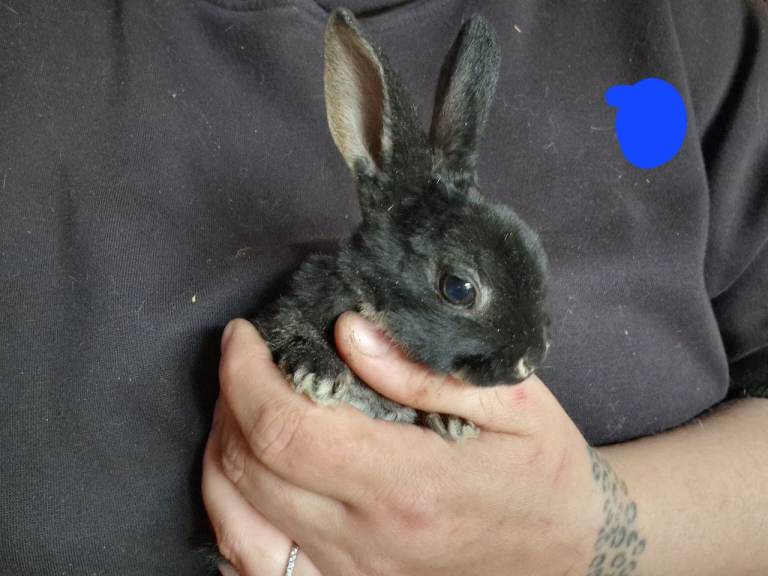 Mini lops