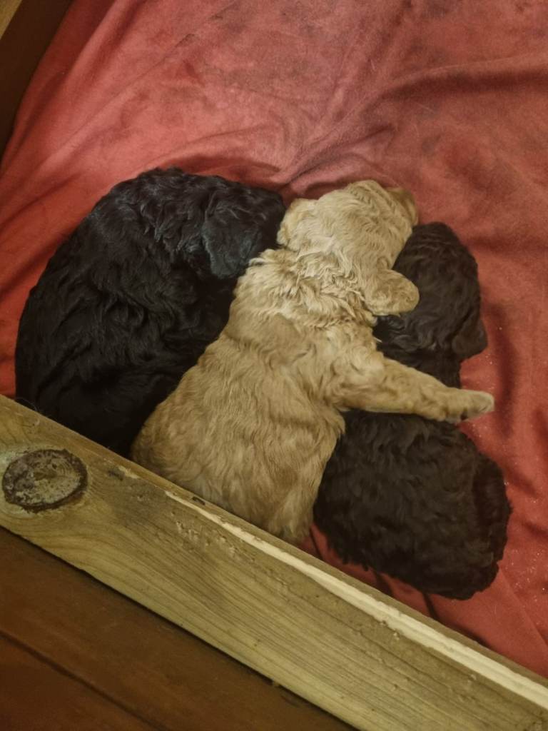 Full pedigree miniature poodles. 2 girls left
