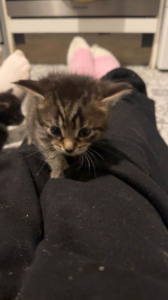 Maine Coon cross kittens