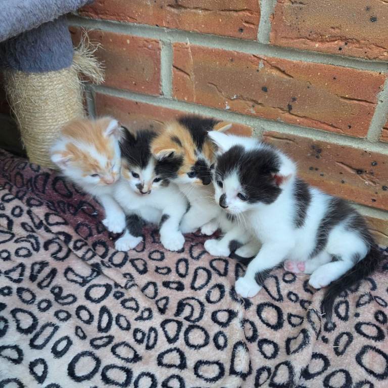 4 Beautiful Kittens Looking for Loving Homes
