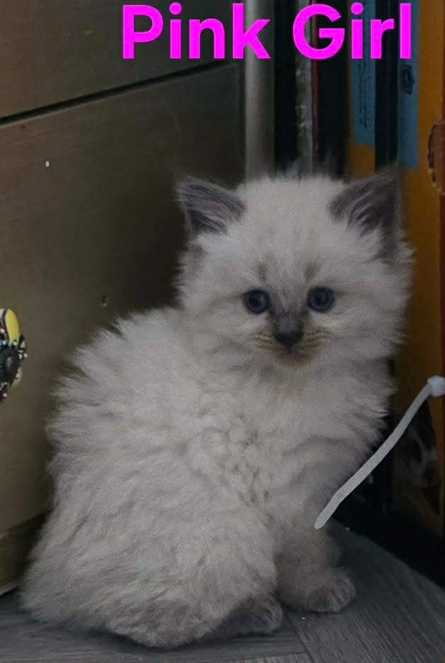 Six beautiful ragdoll kittens