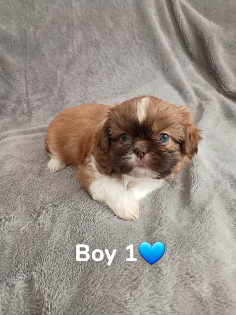 🐶shih tzu puppies 🐶2 boys available 