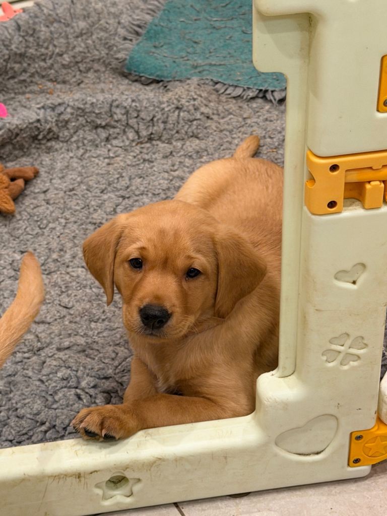 Beautiful Fox Red Labrador Puppies – Loving, Responsible Home Essential