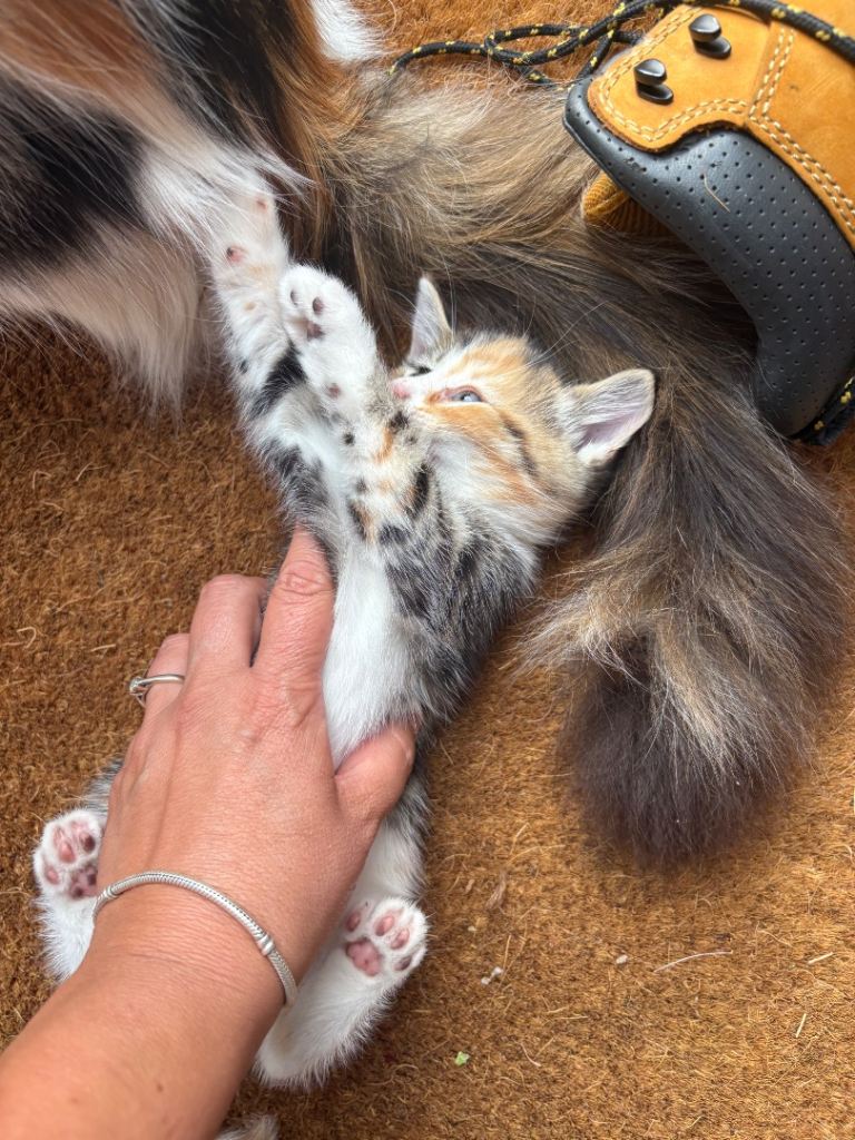 Kittens ready to go 