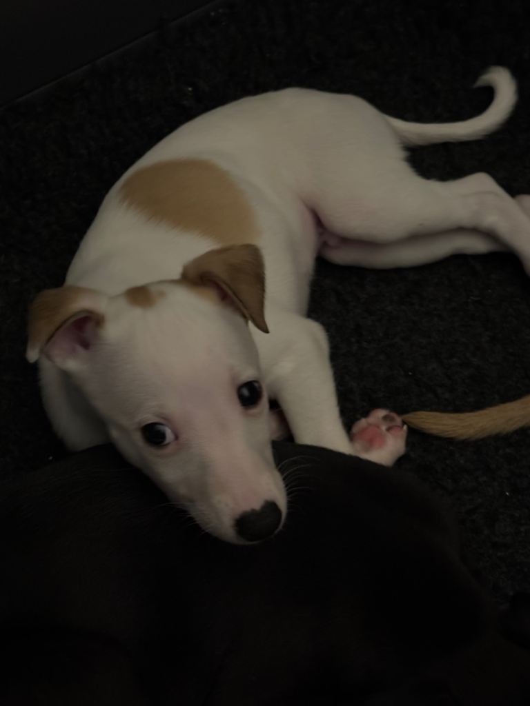 Kc registered whippet puppy