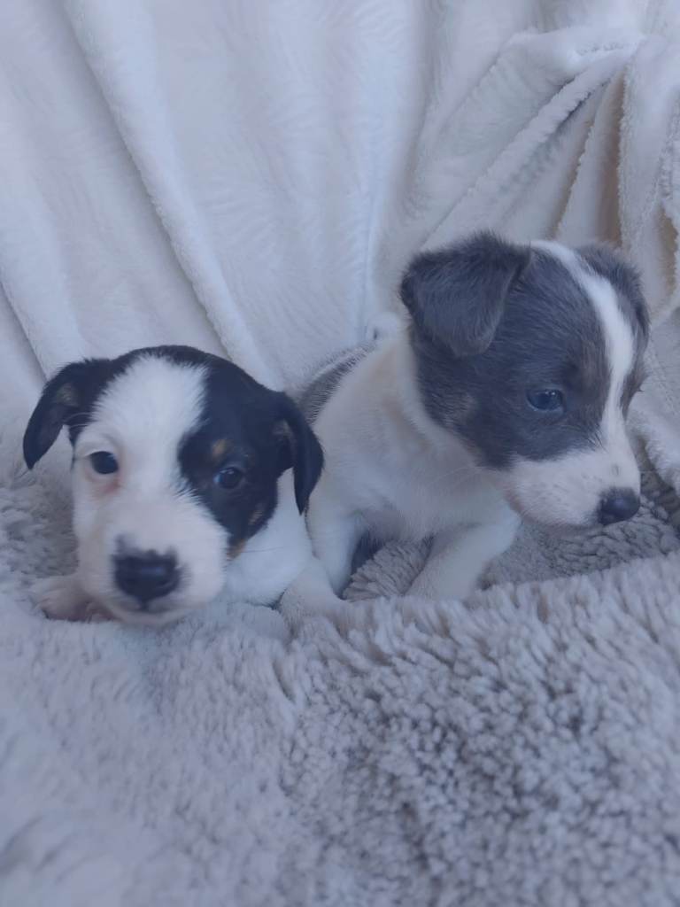 Jack Russell puppys for sale