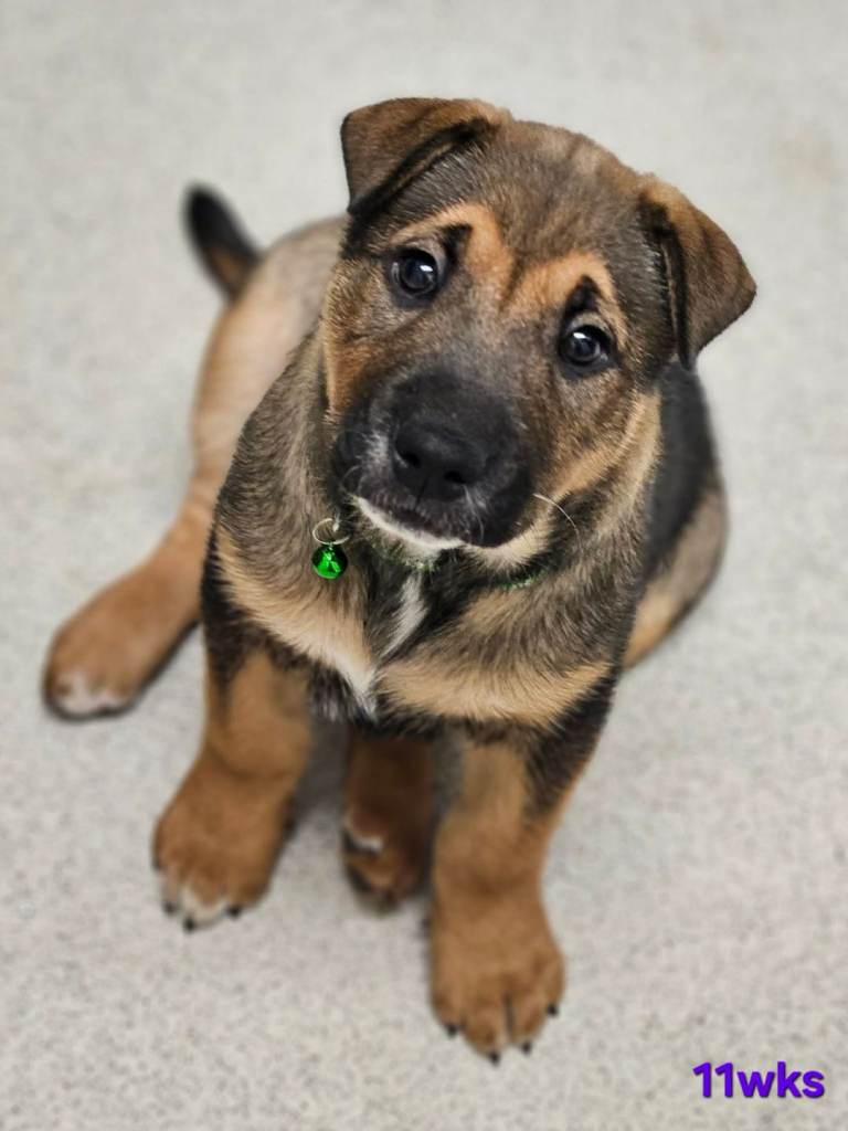 Shar pei x german shepherd 