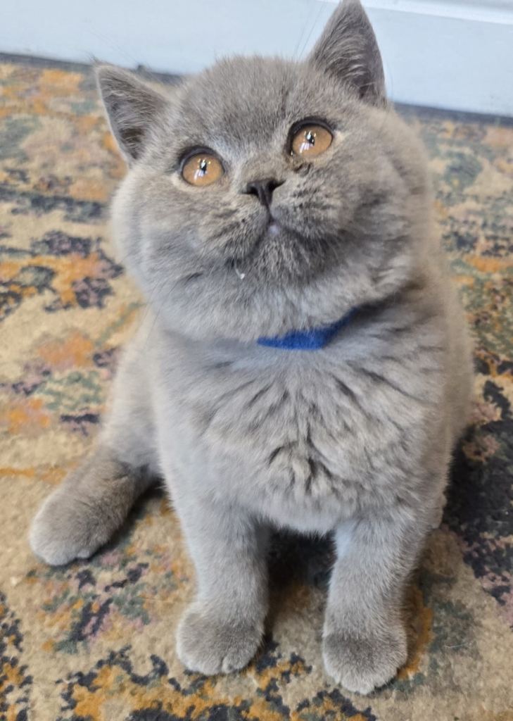 Teddy Bear British Short Hair Kittens