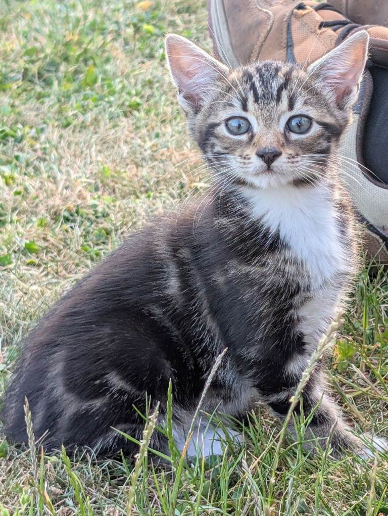 Male Kitten 9 weeks old