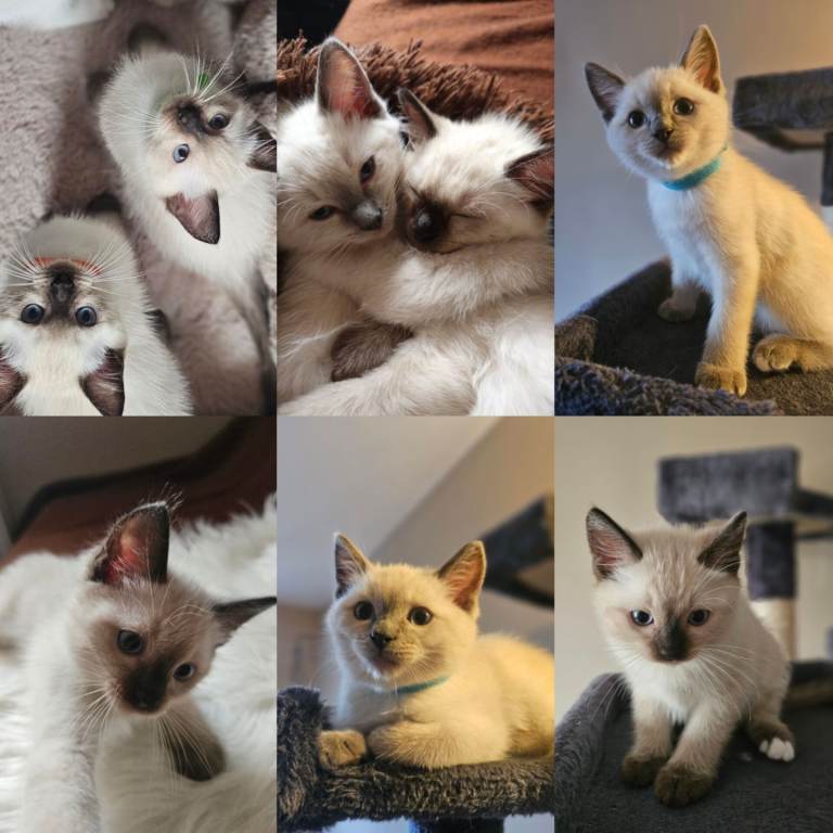 Siamese x Ragdoll 《ragamese》 kittens