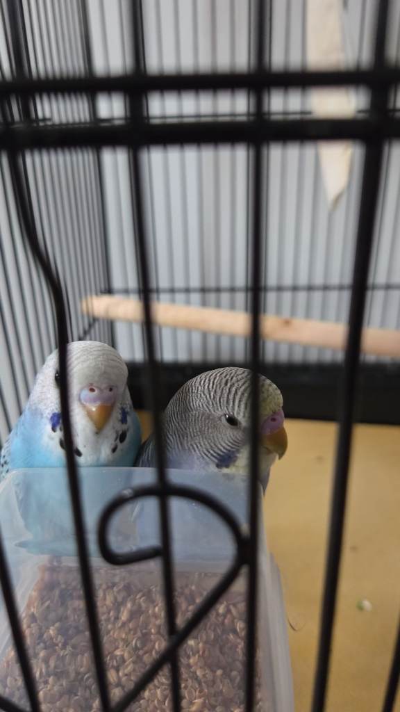 Xw budgies and large cage with stand