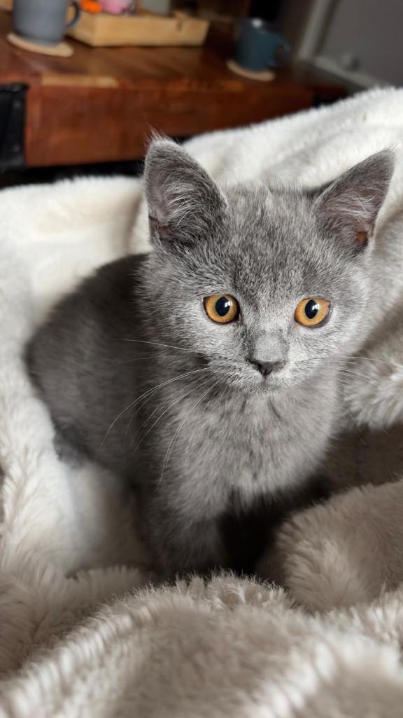 British Shorthair Female Kitten