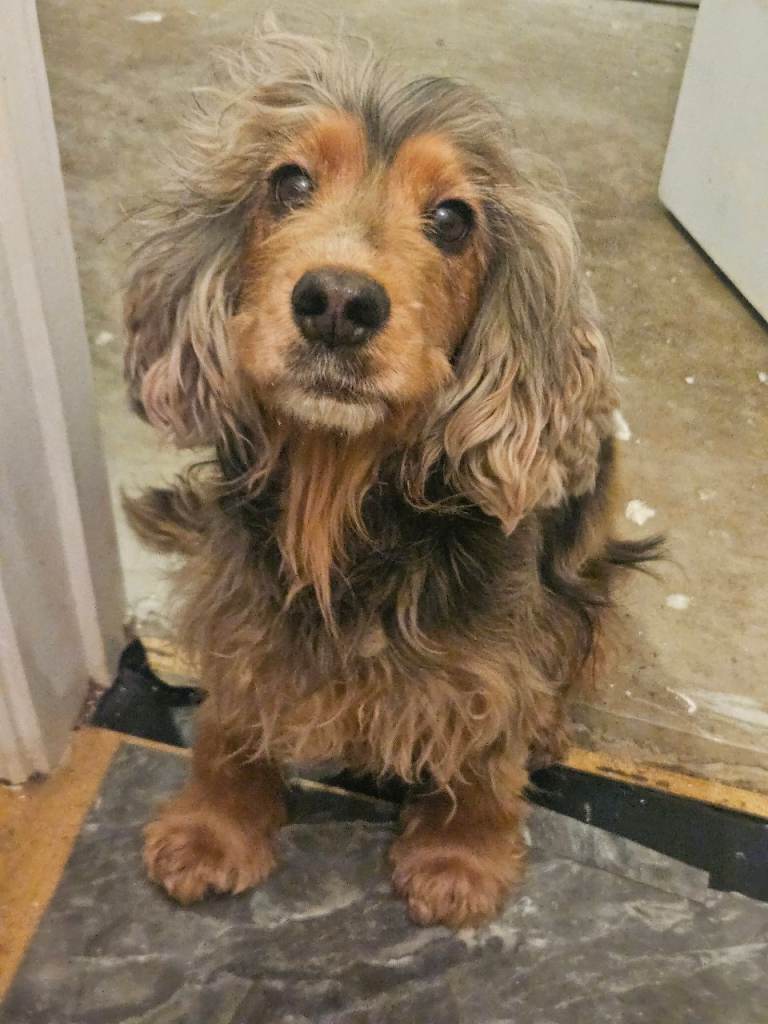 Cocker Spaniel 
