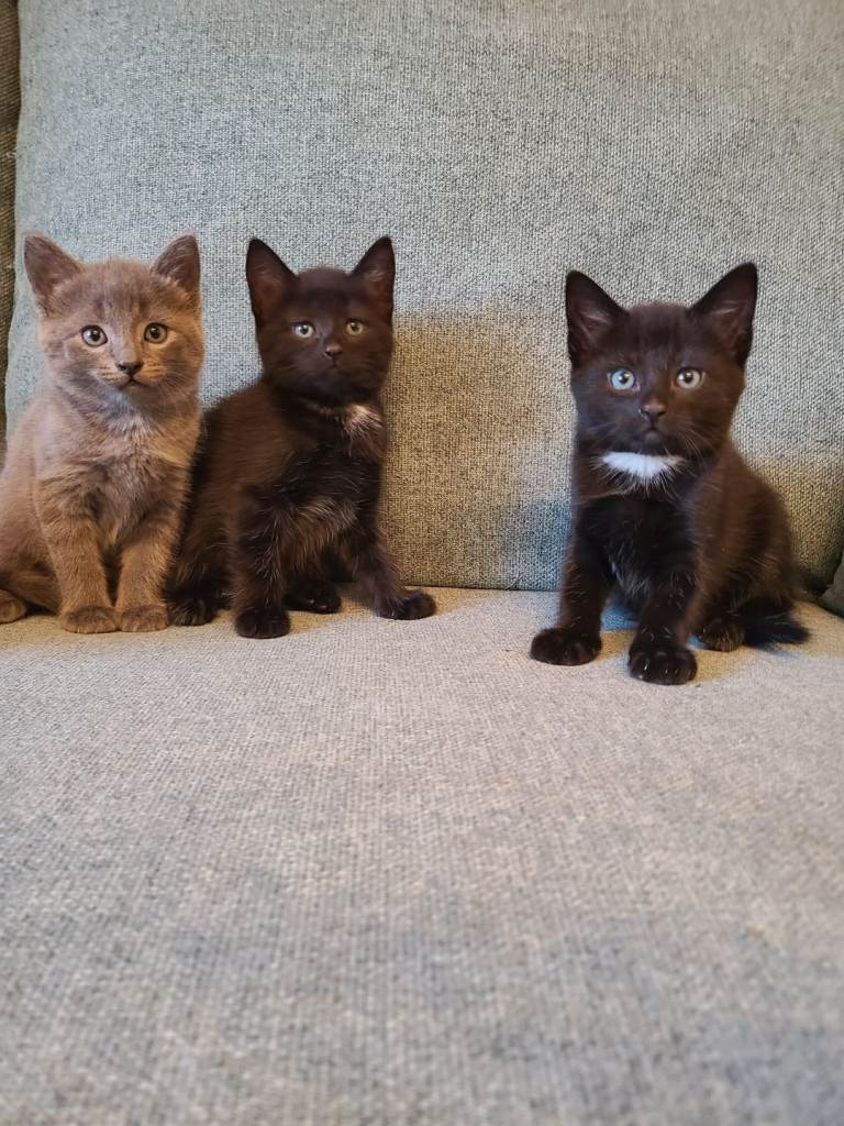 Kittens 