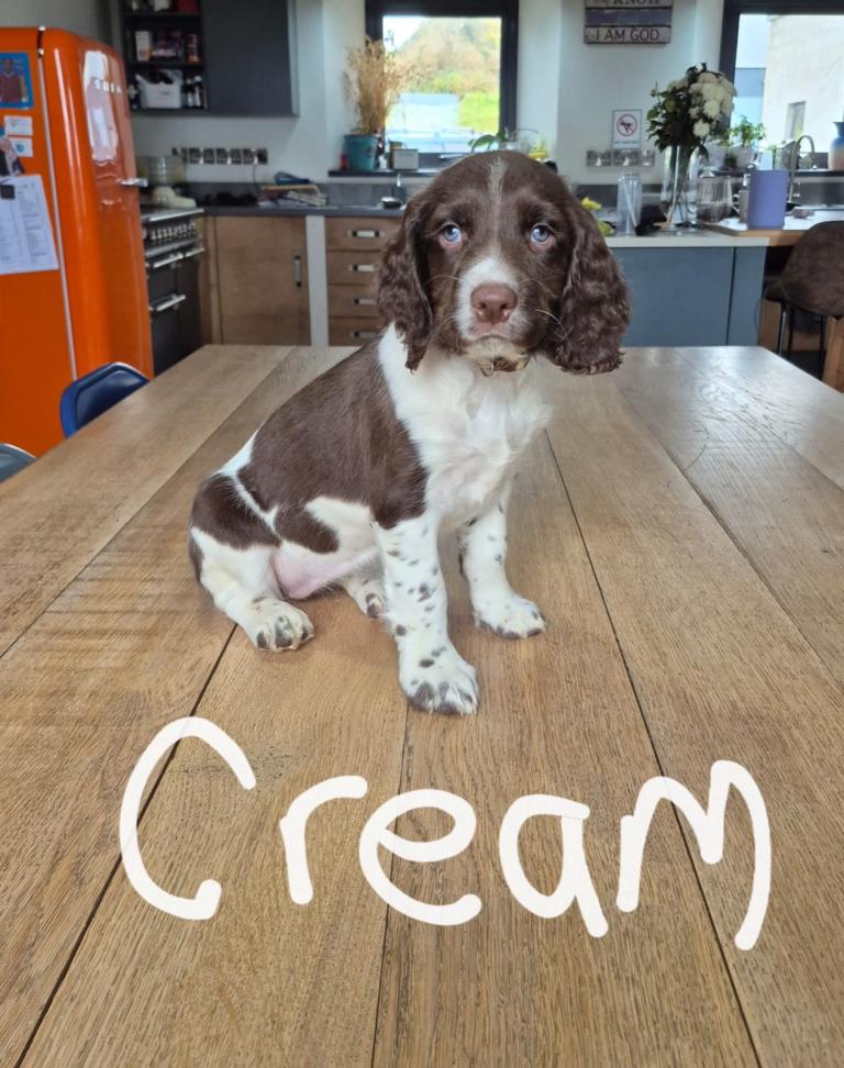 Beautiful English Springer Spaniel Pups Ready Now