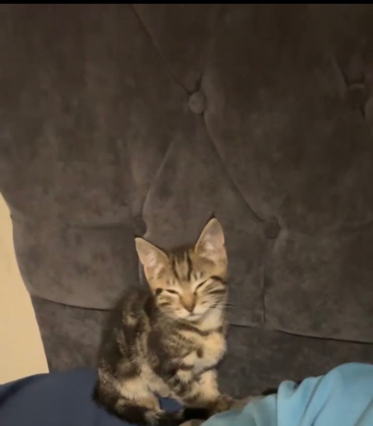Cat Male Kittens