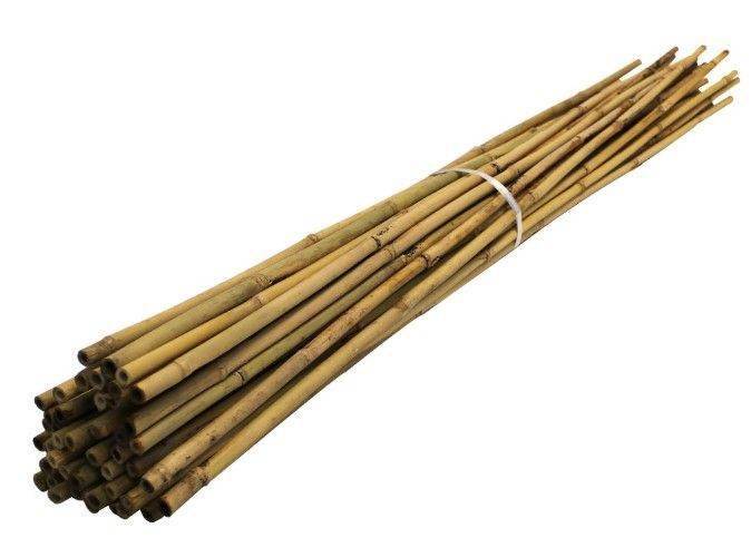 WANTED - bamboo cane 