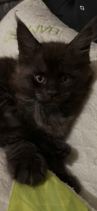 3 beautiful mainecoon kittens left 